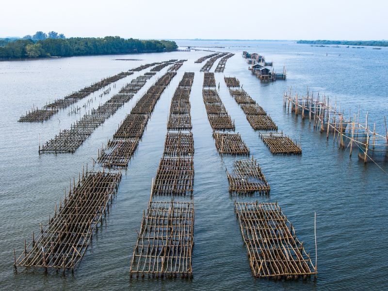 Menjaga Kesehatan Ikan dalam Akuakultur