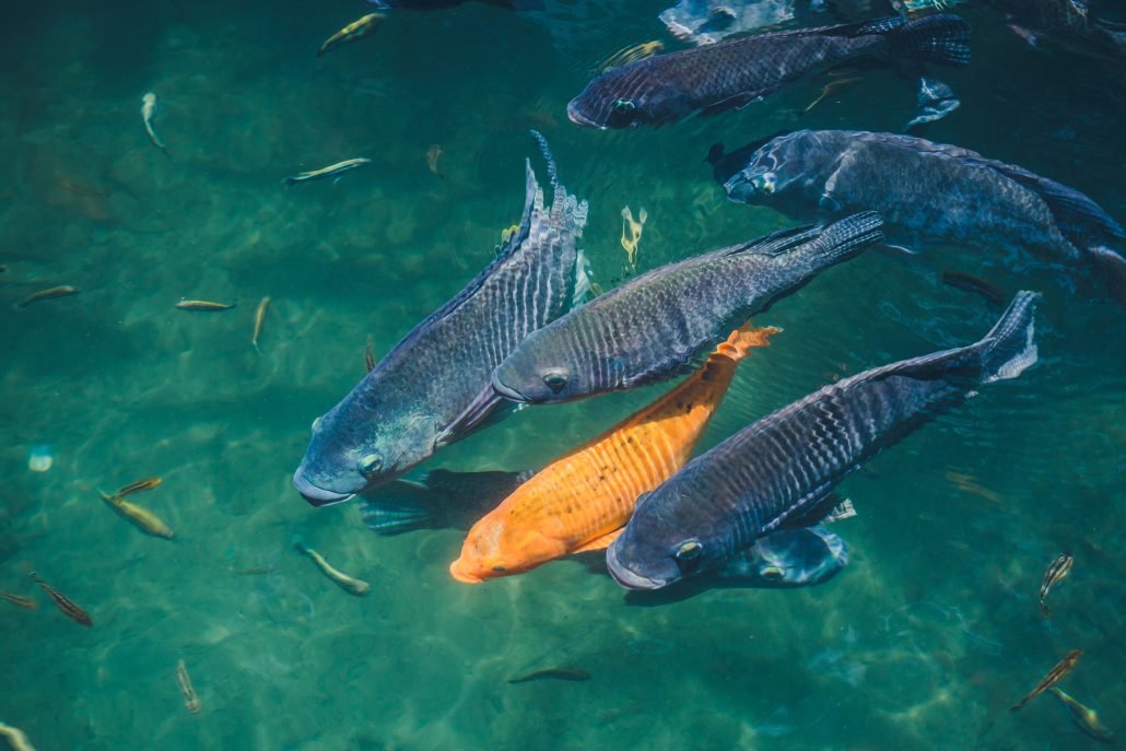 Kesehatan Ikan Di Tangan Alat Pengukur pH Air Kolam