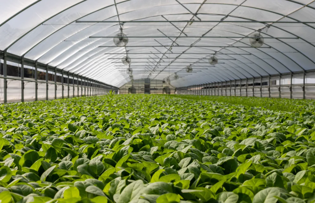 Menjadi Ahli Tanaman Hortikultura, dengan alat mengukur pH tanah