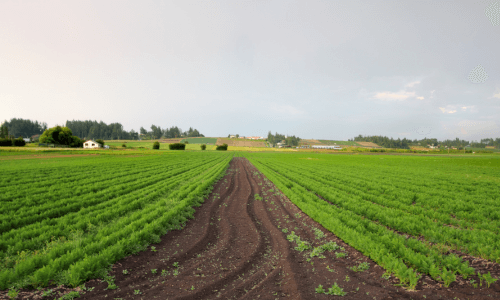 Mengapa pH Tanah Adalah Faktor Kunci dalam Kesuksesan Pertanian