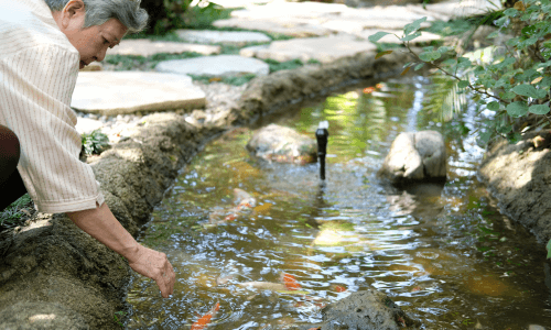 Tips Mudah untuk Mengukur dan Mengatur pH Air Kolam Ikan Koi